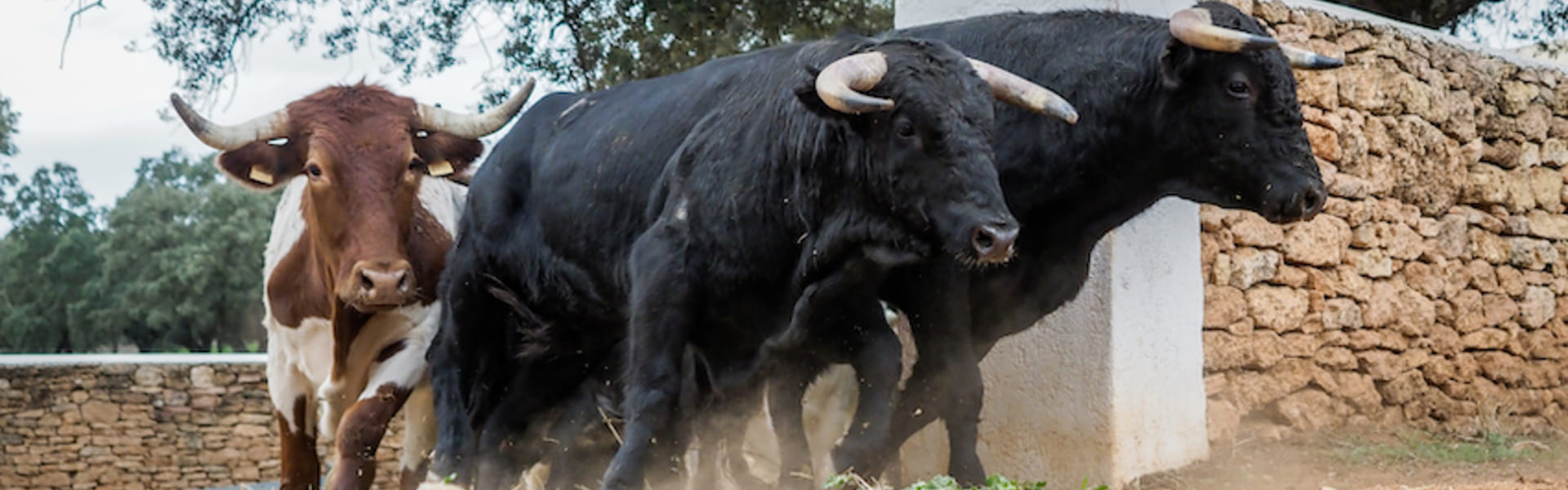 Excursión a una ganadería de toros bravos