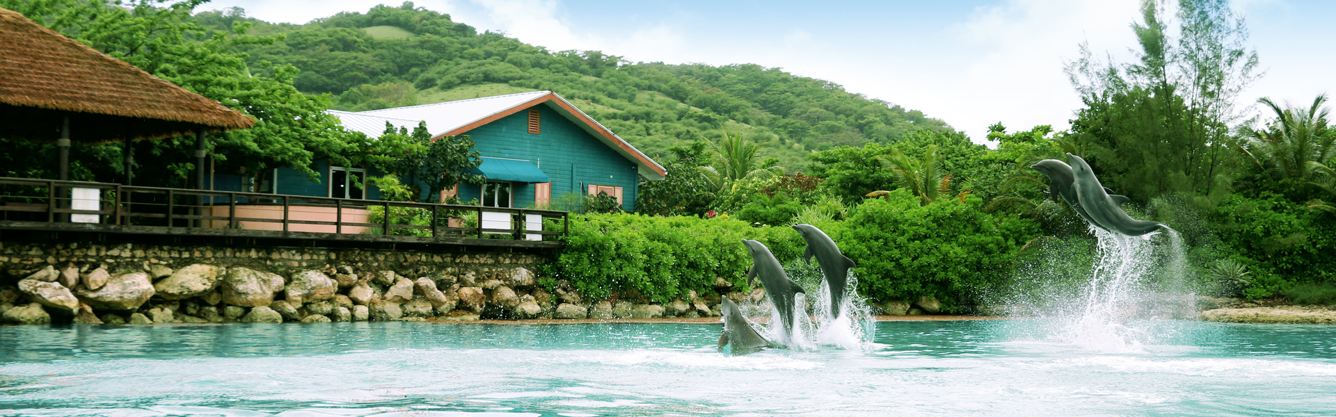 Nada con delfines + Kayak en Montego Bay