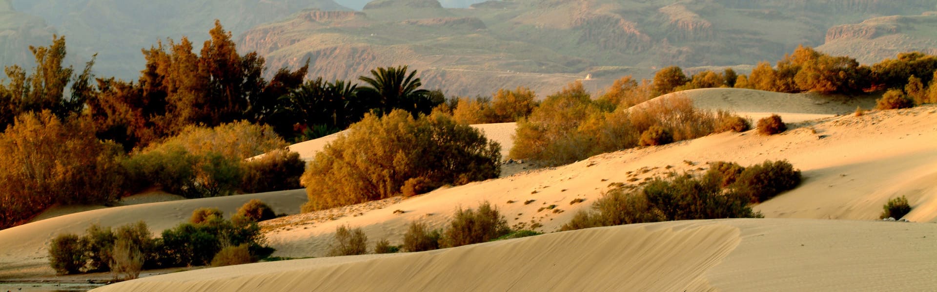 Segway por Meloneras + ruta en camello por las Dunas de Maspalomas
