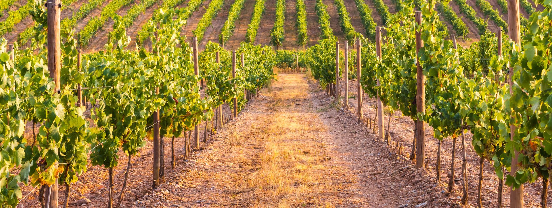 ¡Descubre el Vino Verde!