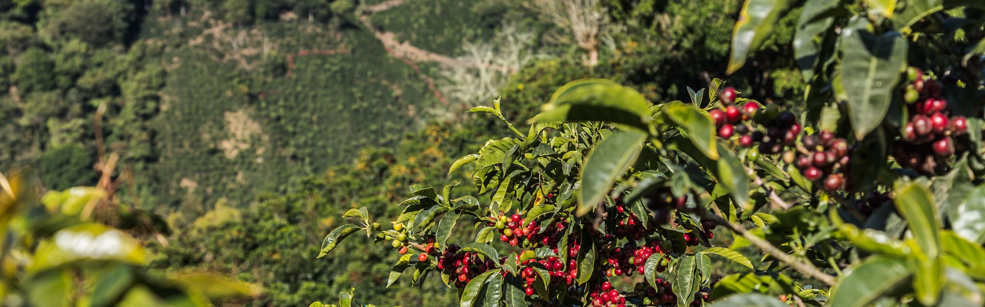 Tour del Café de Guanacaste en Costa Rica