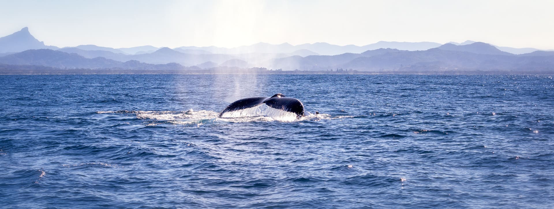 Excursión en barco con avistamiento de cetáceos