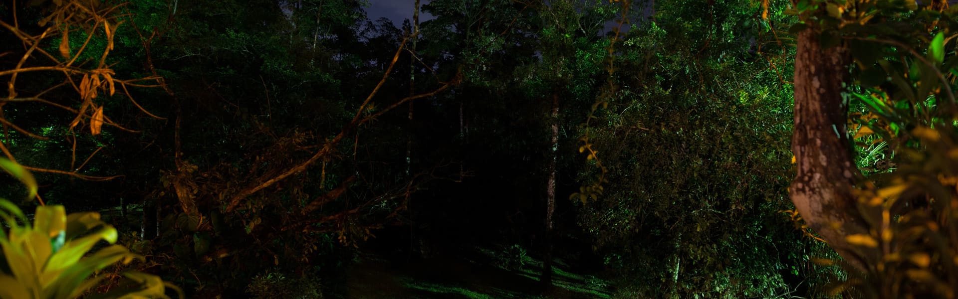 Tour nocturno 3 en 1: café, cacao y caña de azúcar