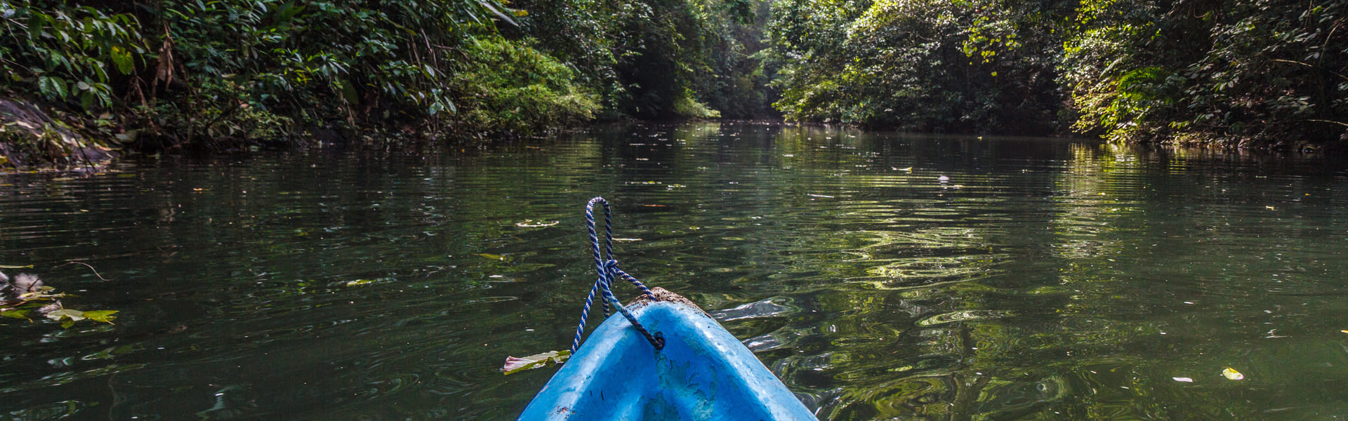Excursión en kayak por los manglares de Puerto Jimenez